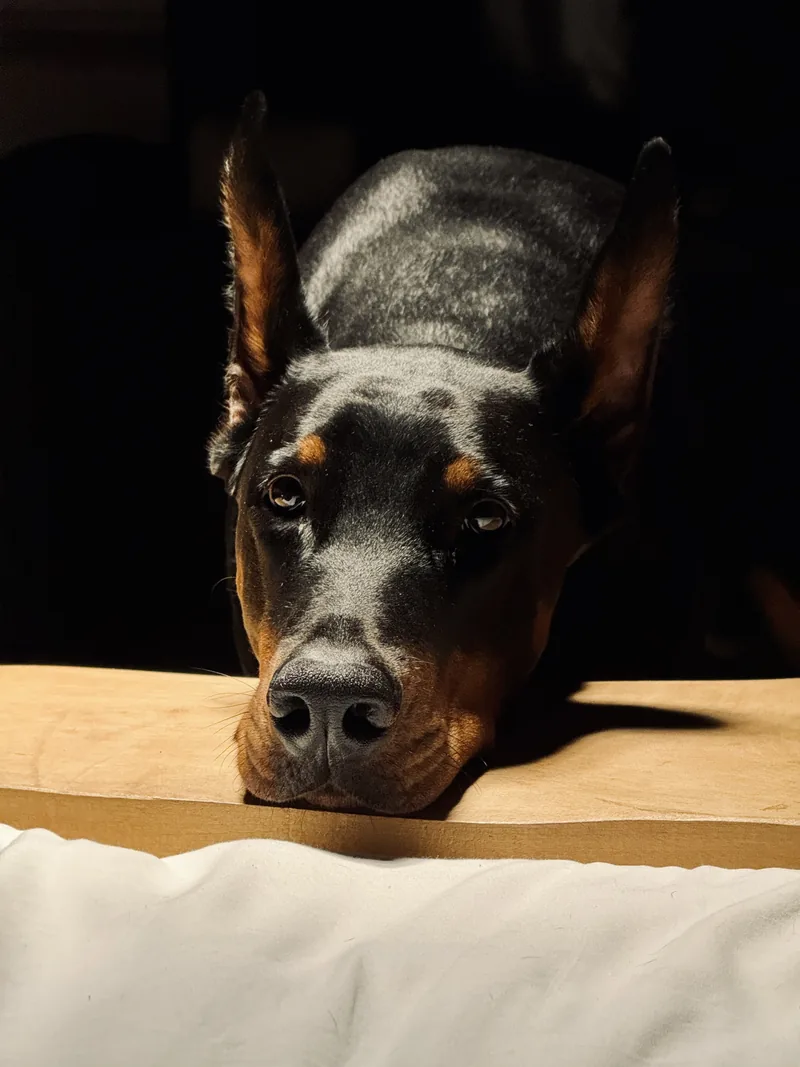 Pulse, a black and tan Dobermann with cropped ears